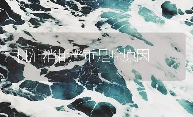 机油消耗严重是啥原因 | 农资农机