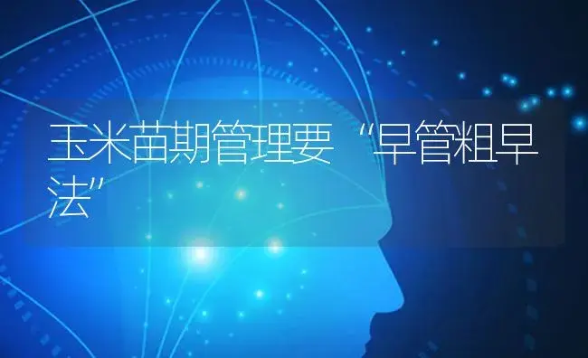 玉米苗期管理要“早管粗早法” | 蔬菜种植