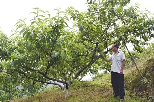 桃树嫁接有窍门 一树两果增效益