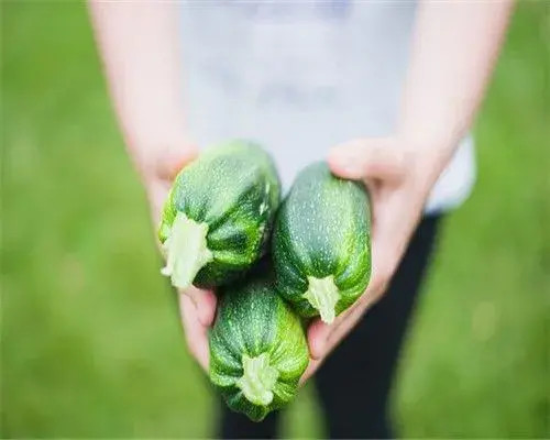 西葫芦又叫什么？可以生吃吗？种植时间是几月份？怎样种植？