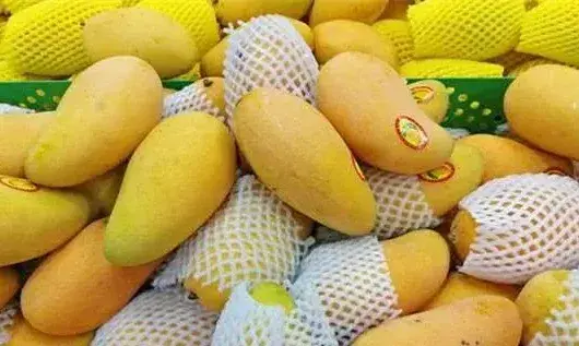 芒果常见病虫害防治指南