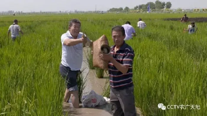 稻渔综合种养 宁夏贺兰县赵建文栽培有机水稻年入千万！