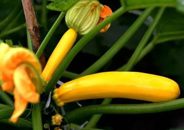  “香蕉西葫芦”蔬菜种植真的能赚钱吗？