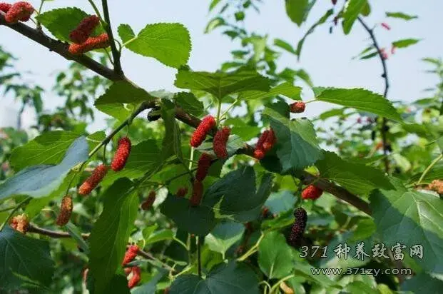 桑树什么时间栽植？几年能够结果？