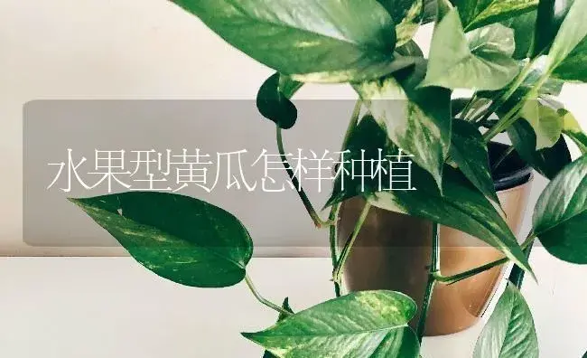 水果型黄瓜怎样种植 | 蔬菜种植