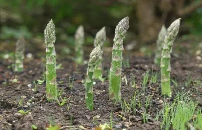 芦笋栽培的堤防事项