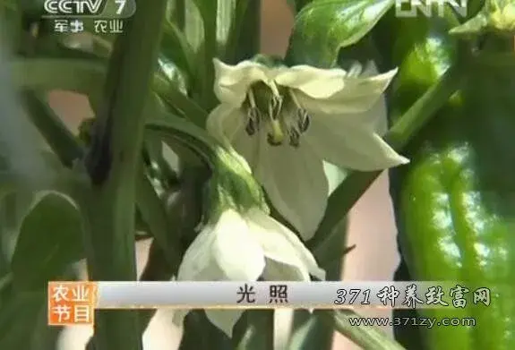 新疆阳光温室辣椒种植技术