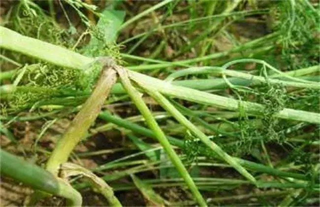 茴香菌核病的防治和治疗措施