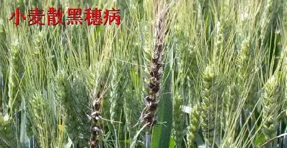 春季麦田病虫草防治一