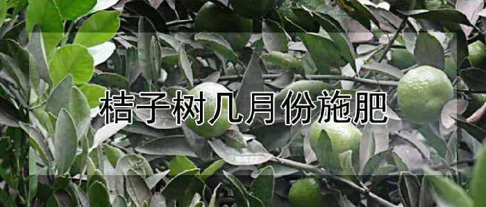 桔子树几月份施肥