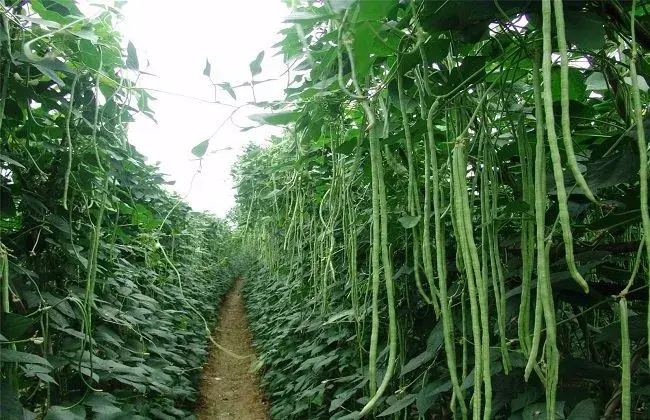 豆角栽培的时间与办法