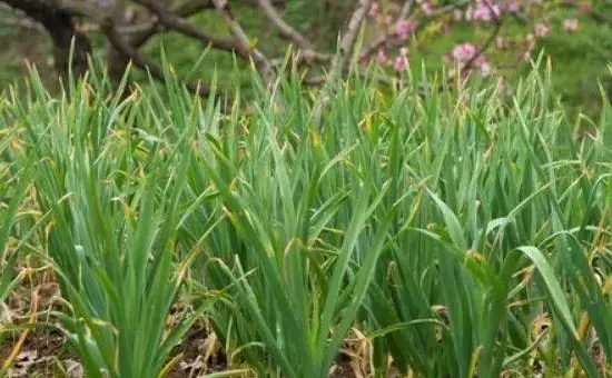 种植大蒜需要遵循哪些施肥原则呢？