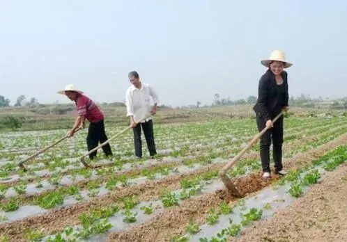 花生的需肥特性和花生追施肥措施