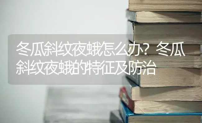 冬瓜斜纹夜蛾怎么办？冬瓜斜纹夜蛾的特征及防治 | 蔬菜种植