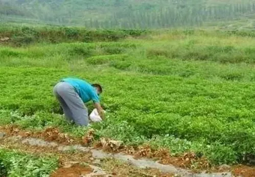 花生的需肥特性和花生追施肥措施