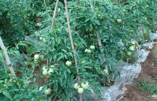 番茄种植技术