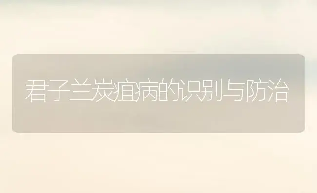 君子兰炭疽病的识别与防治 | 植物病虫害