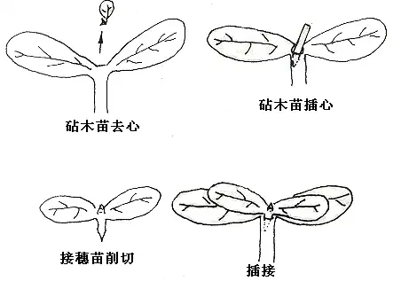 一文速懂蔬菜嫁接技术 两种工具、三个办法、四大要点全总结