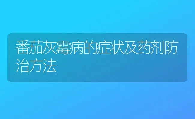 番茄灰霉病的症状及药剂防治方法 | 植物病虫害