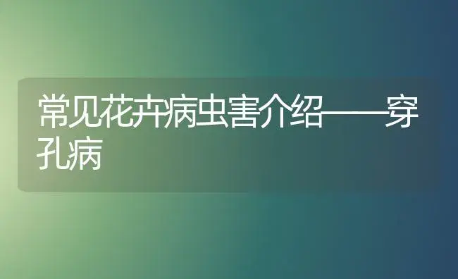 常见花卉病虫害介绍——穿孔病 | 植物病虫害