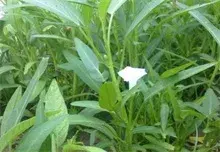 有机空心菜种植技术要点