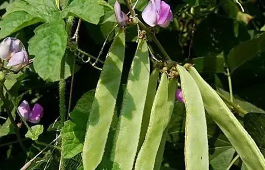 扁豆黑斑病防治技巧