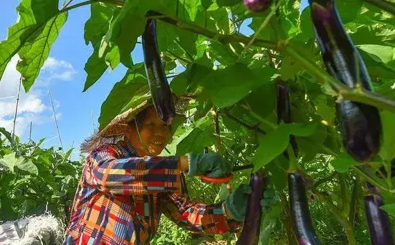 蔬菜叶片卷叶，别盲目施肥和喷药，弄清上卷和下卷才好解决