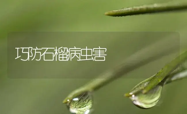 巧防石榴病虫害 | 植物病虫害