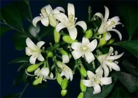 九里香（又名千里香）什么时候开花？有毒吗？和七里香有什么差别？