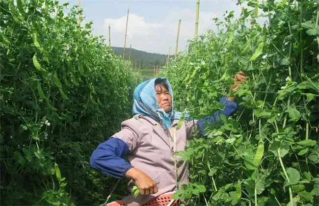 荷兰豆栽培的小心事项