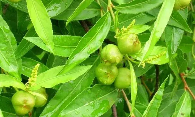 土沉香栽培技术,栽培沉香的赚钱之道