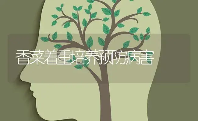 香菜着重培养预防病害 | 蔬菜种植