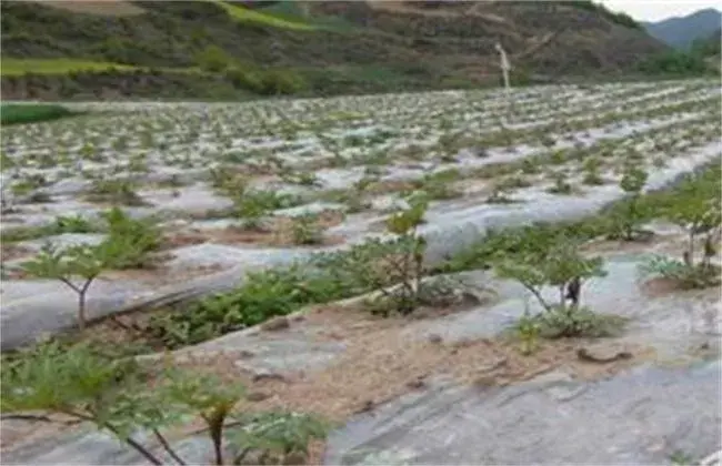 蚕豆落花落荚的 因素及防治和治疗对策