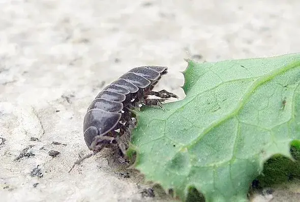 西瓜虫有毒吗？是害虫还是益虫？土里、家里房间怎么消灭掉？