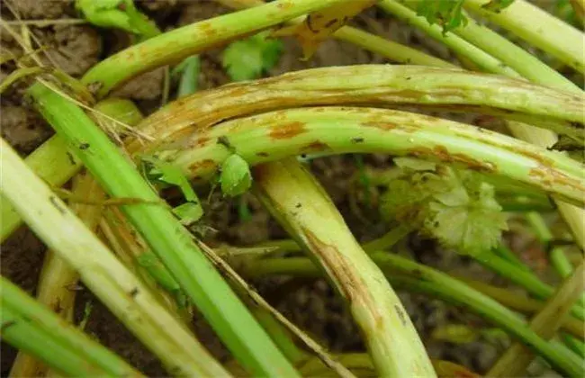 芹菜常见病虫害防治和治疗