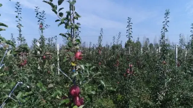 歪长苗不套袋长在“墙”上的苹果