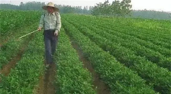 花生施肥注意事项