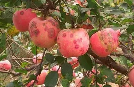 夏天高温谨防苹果黑点病的产生