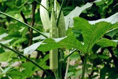 秋葵什么时候播种最好？种植方法有哪些？