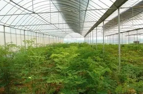 辣木树的栽培方式与种植技术要点