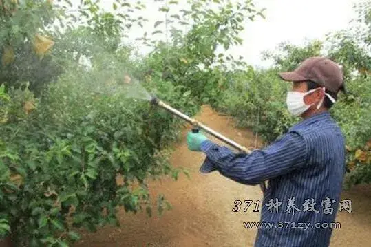 苹果树打同样的药成效区别