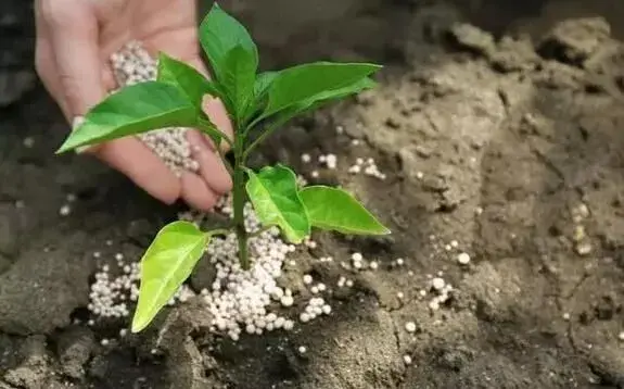 春天蔬菜施肥 这三种肥料搭配有窍门