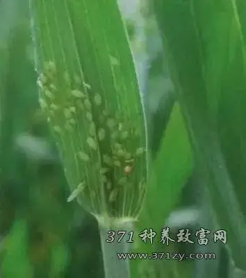 农药杀不灭小麦、水稻、棉花上的病虫？农技专家告诉你该这么办！