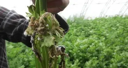 冬季温室芹菜病害的防治方法