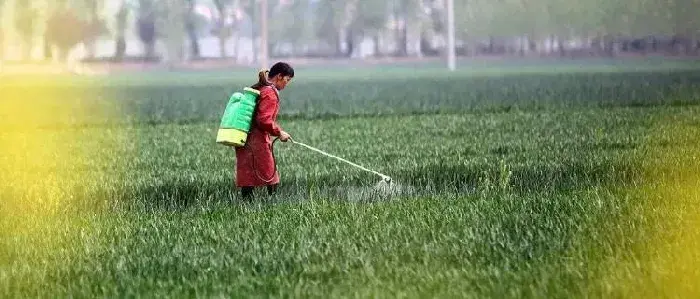 小麦除草剂什么时候打合适？