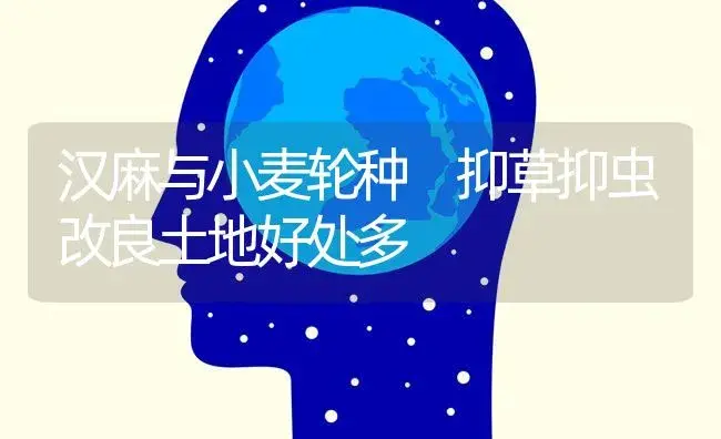 汉麻与小麦轮种 抑草抑虫改良土地好处多 | 蔬菜种植