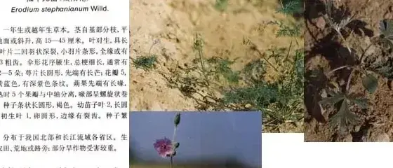 其他科杂草