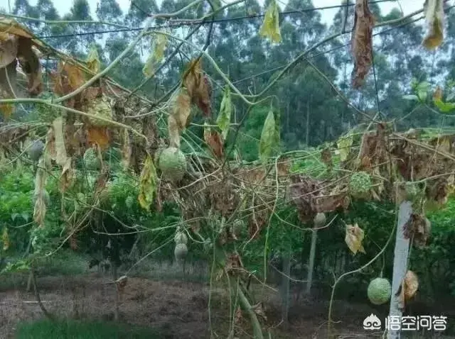 百香果茎基腐病的出现 因素和防控技术