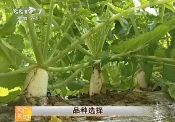 温室棚室白萝卜种植技术视频