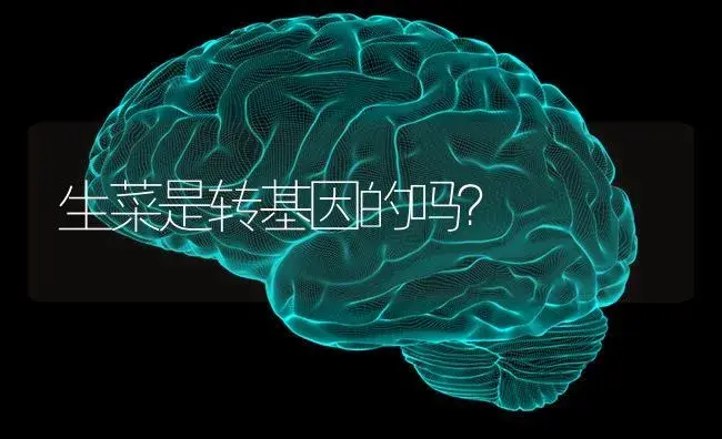 生菜是转基因的吗？ | 蔬菜种植